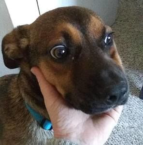 Meet your Posher, Jo